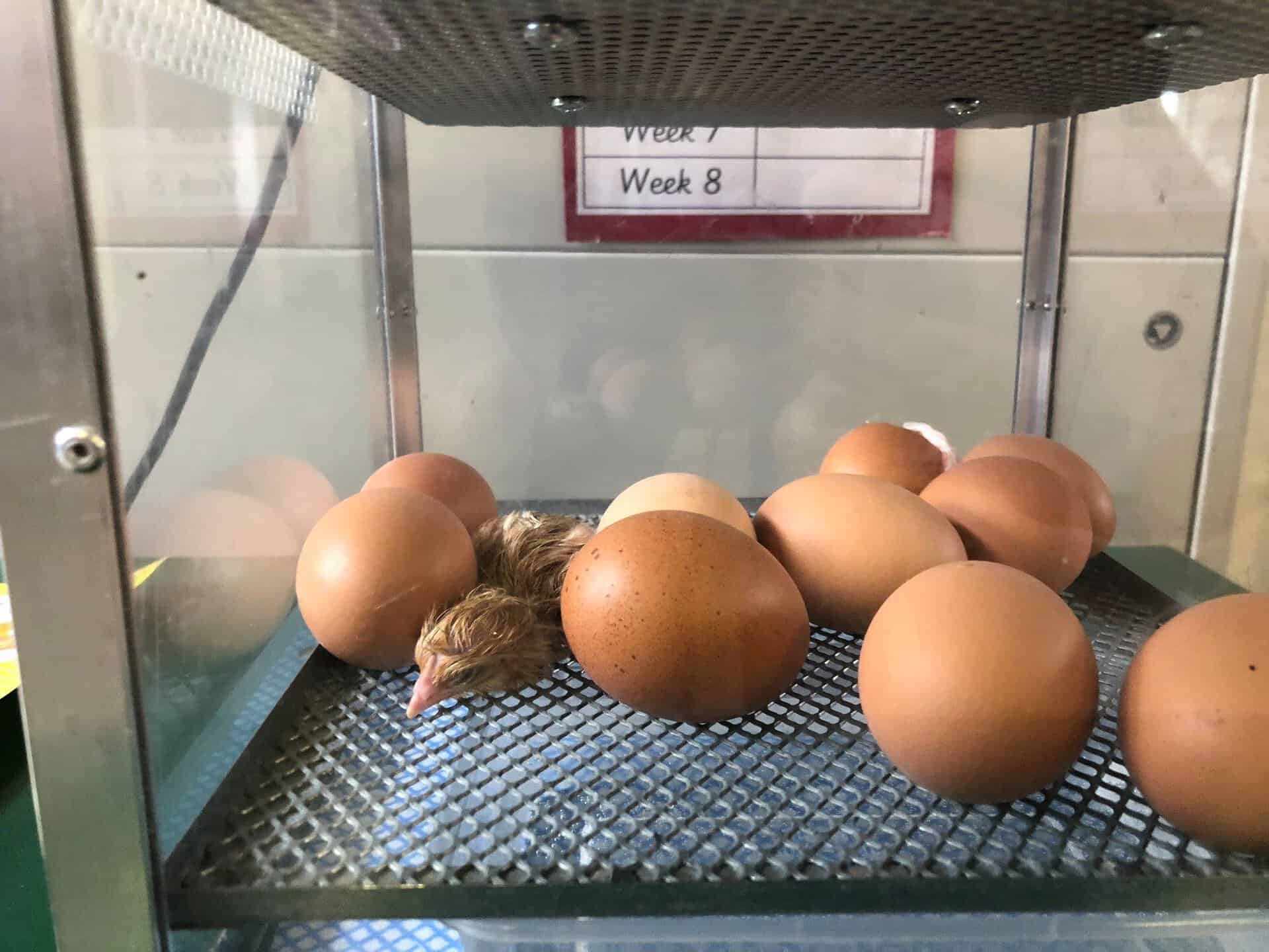 Living Eggs 2018 St. Cuthbert's Primary School